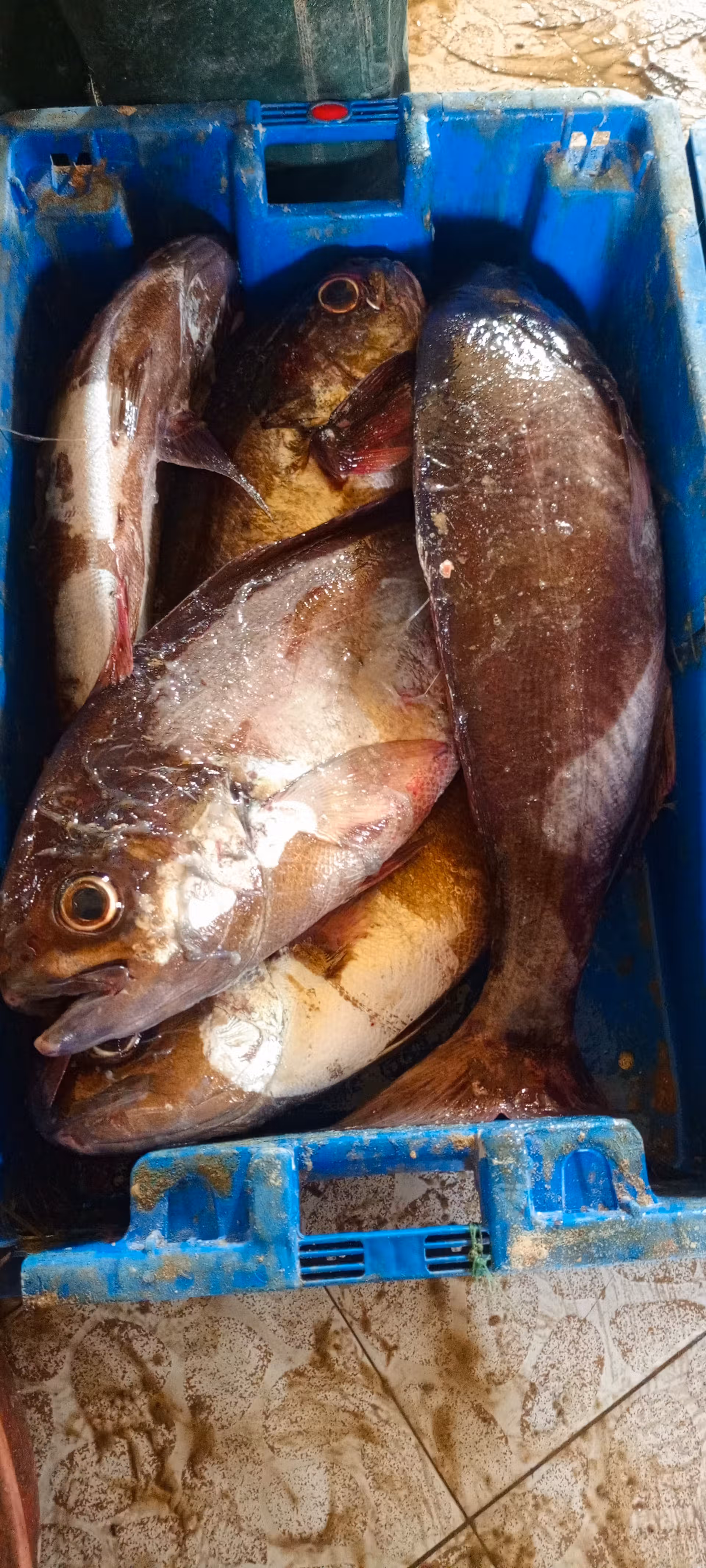 Pompano "khassaw"